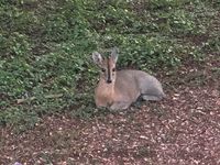 Nicht mal 5 Meter vor meiner Haust&uuml;re, lag abends ein Dikdik ❤️