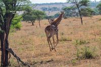 Junge Giraffe auf der Flucht